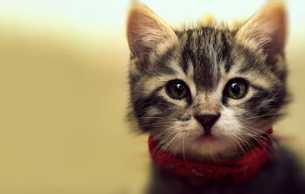 Cat, look, kitty, grey, background, portrait, baby, cute