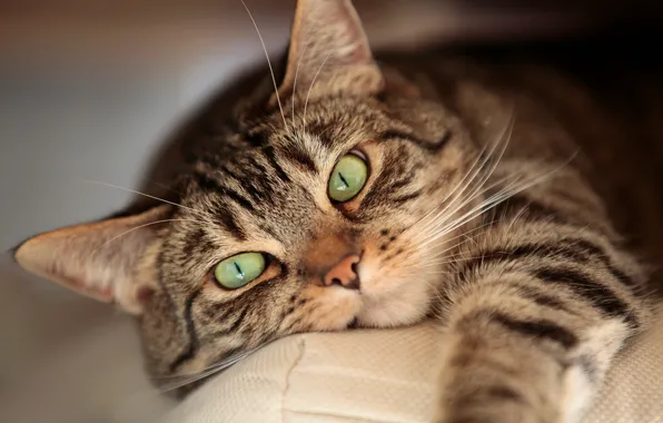 Eyes, cat, mustache, stay