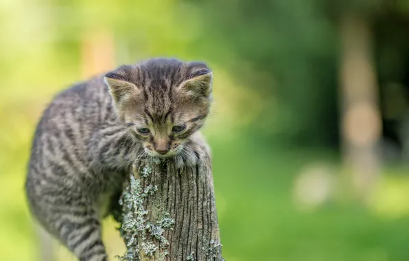 Kitty, background, small