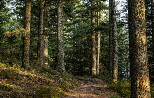 Forest, trees, ate, pine, path, Bor, coniferous, pine