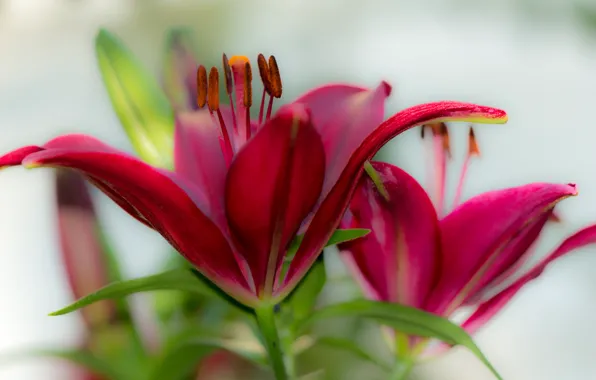 Picture macro, nature, Lily, petals, stamens