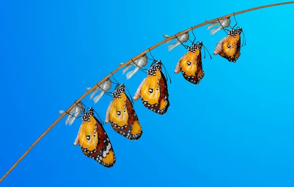 Macro, butterfly, insects, stem, blue background