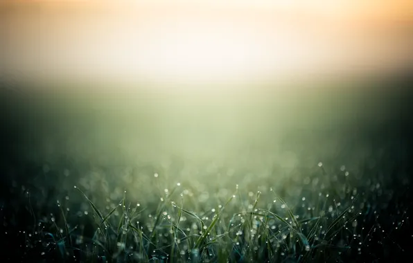 Grass, drops, macro, Rosa, heat, background, morning