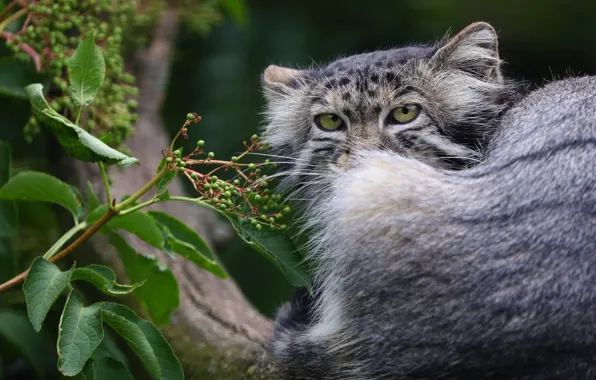 Look, face, leaves, portrait, tail, sitting, manul, looks like