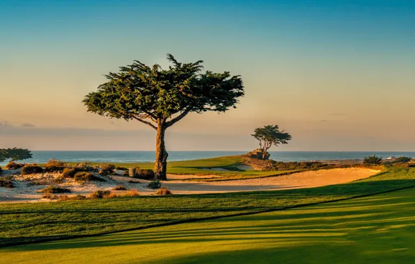 Picture field, grass, trees, CA, USA