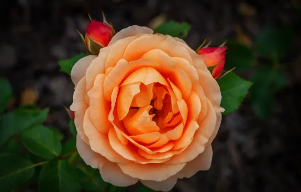 Macro, close-up, rose, orange, petals, buds