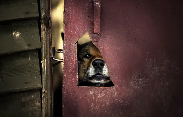 Picture background, dog, the door