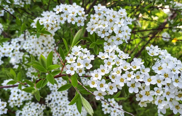 Nature, flowering, white color, Spiraea