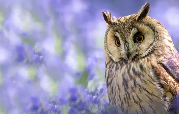 Look, flowers, nature, owl, bird, portrait, bokeh, owl