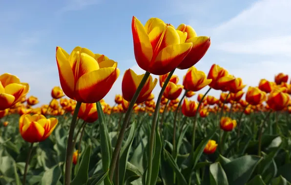 Field, the sky, clouds, flowers, bright, spring, tulips, a lot