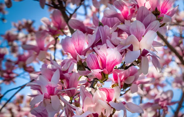 Light, flowers, branch, spring, pink, flowering, Magnolia