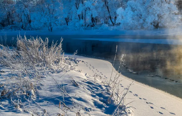 Ice, forest, water, snow, cold