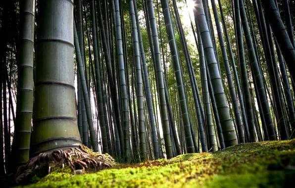 Japan, bamboo, Kyoto
