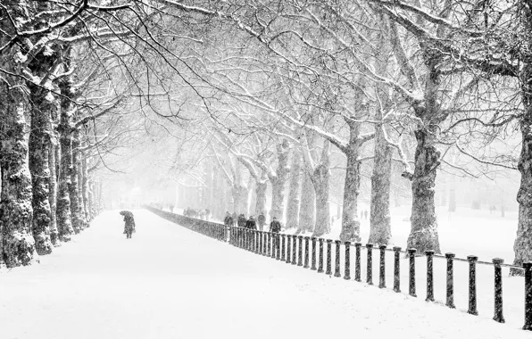 Winter, road, snow, trees, the city, Park, people, London