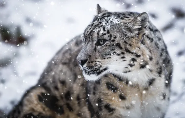Winter, look, face, snow, nature, pose, portrait, profile