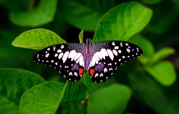 Greens, leaves, butterfly, black and white