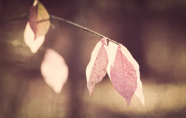 Picture autumn, leaves, nature, background