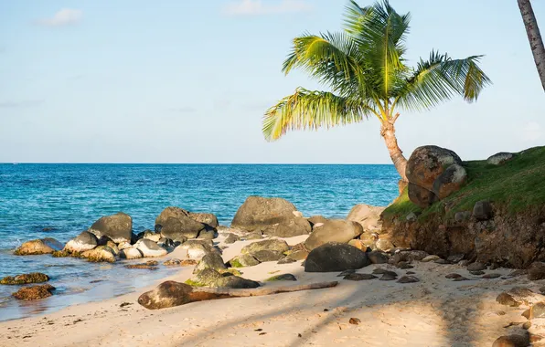 Sand, sea, beach, tropics, stones, palm trees