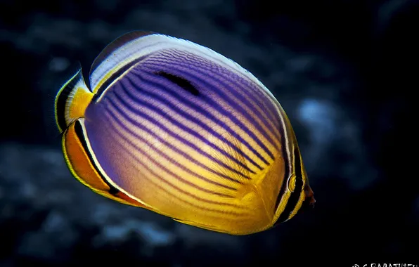 Picture the ocean, under water, ocean, under water, fish butterfly, Butterfly fish