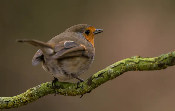 Picture legs, branch, head, bird