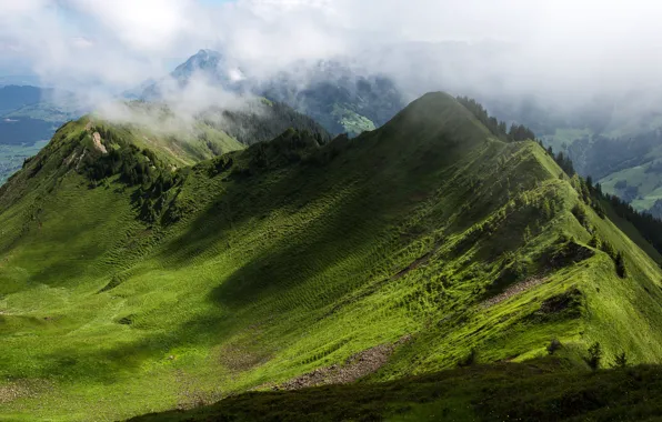 Picture greens, forest, light, mountains, fog, hills, slope