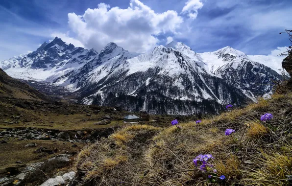 Flowers, mountains, spring