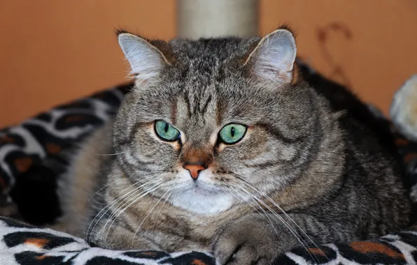 Cat, cat, look, face, pose, grey, background, wall