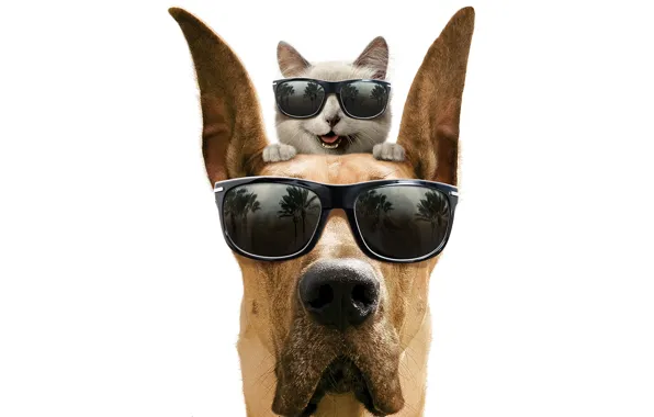 Picture cat, smile, dog, glasses, white background, dog, Marmaduke, Marmaduke