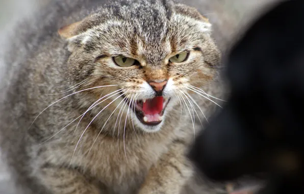 Picture cat, anger, dog