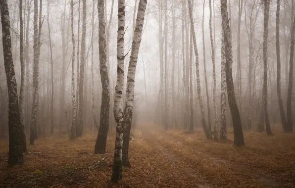 Road, autumn, forest, trees, fog, trunks, foliage, morning
