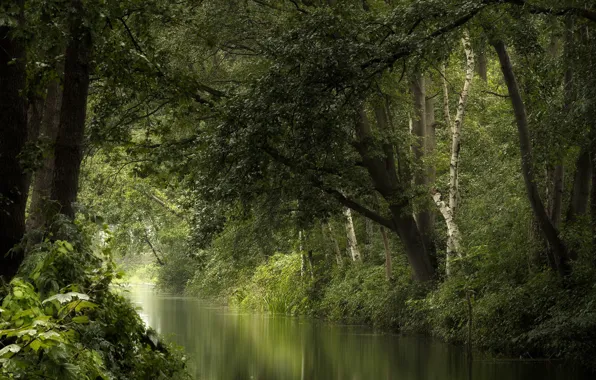 Picture forest, summer, river