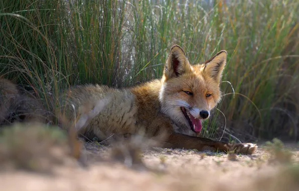 Sand, language, grass, look, light, mouth, Fox, lies