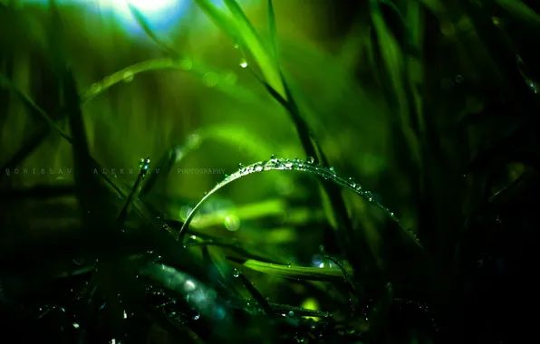 Picture grass, drops, macro, Rosa, bokeh
