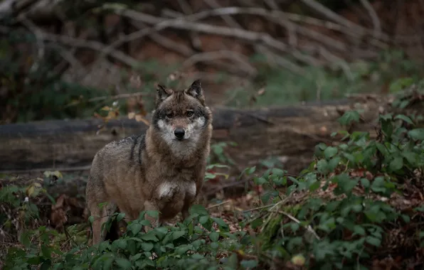 Nature, snow, predator, face, animal, wolf, wildlife, portrait