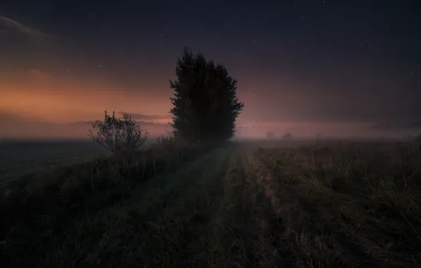Field, night, fog