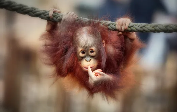 Picture monkey, monkey, orangutan, orangutan, Antje Wenner-Brown