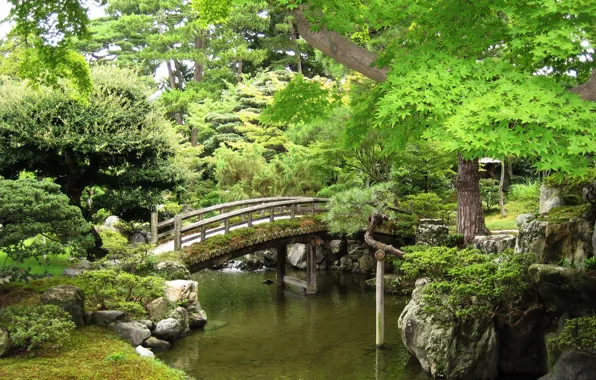 Nature, park, tree