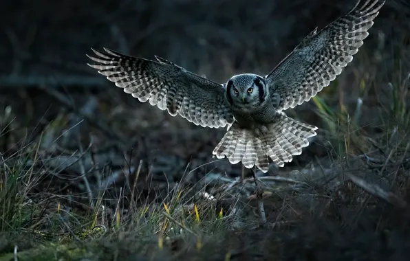 Grass, look, light, branches, nature, owl, bird, glade