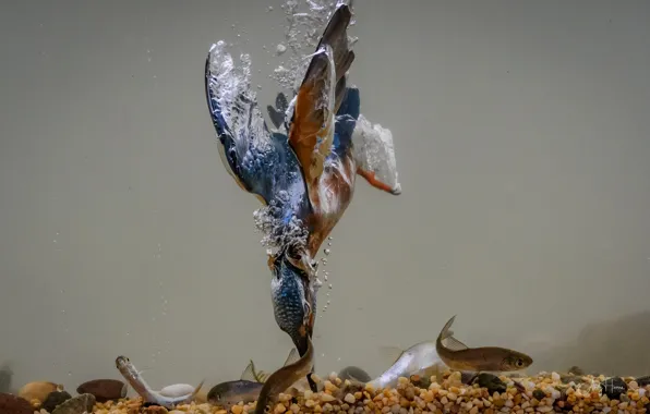 Nature, bird, fishing