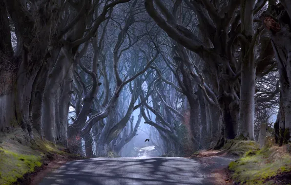 Trees, bird, haze, Northern Ireland, Antrim County, the road Bregagh Road, Ballymoney, Dark alley