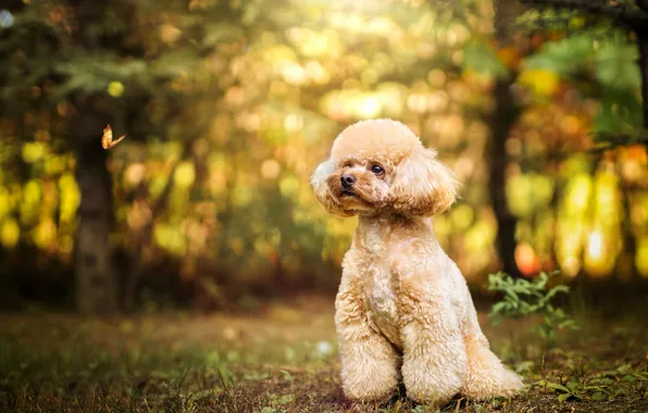 Look, light, trees, nature, Park, butterfly, haircut, dog