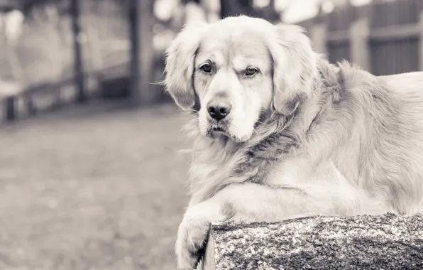 Look, each, dog, Golden Retriever