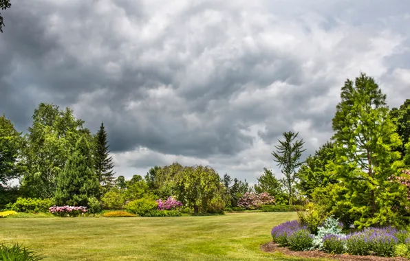 Picture greens, the sky, grass, clouds, trees, flowers, Park, lawn