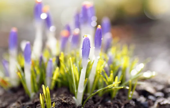 Drops, flowers, earth, plants, spring, crocuses, lilac