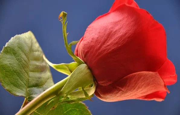 The sky, macro, roses, petals, buds