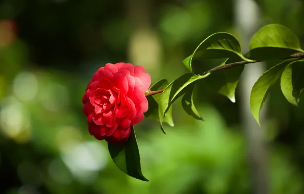 Macro, background, branch, Camellia