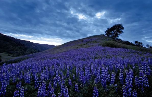 Clouds, flowers, tree, hill, meadow, twilight, lupins