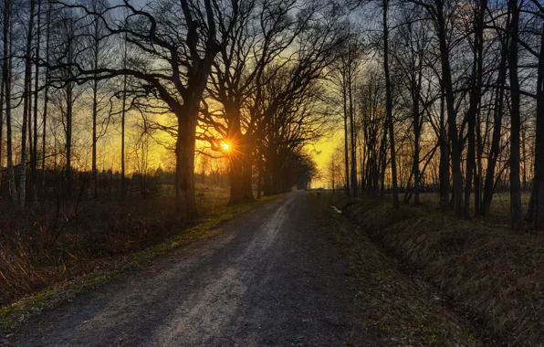 Picture road, autumn, trees, sunset, Nature, road, trees, sunset