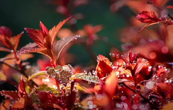 Picture autumn, leaves, water, drops, macro, nature, Nelia Rachkov