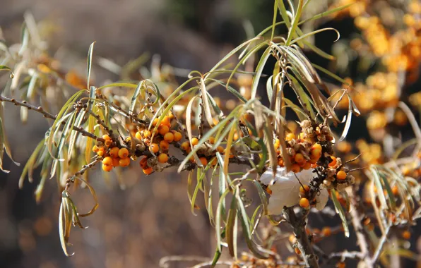 Macro, orange, branches, Autumn, Berries, Sea buckthorn